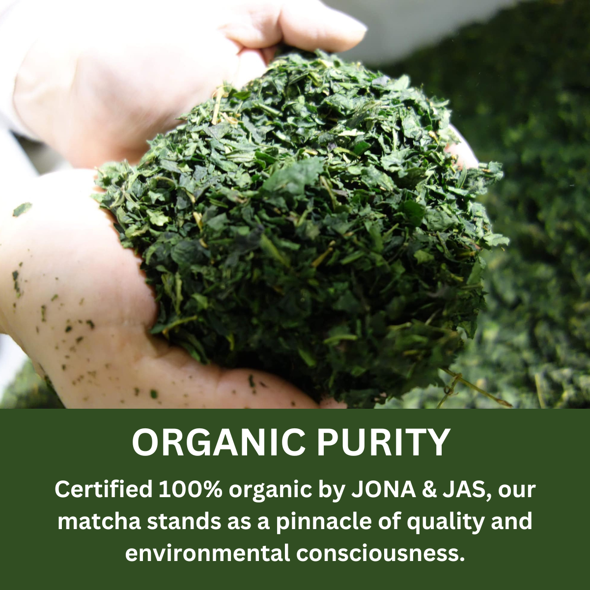 Organic Matcha Green Tea Powder - Culinary Grade